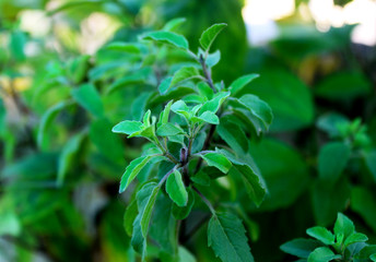 basil plant herbal medical