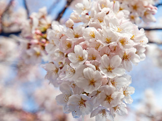 Cherry blossom in Japan