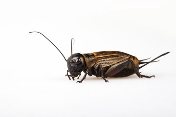 Black Gryllus Bimaculatus Cricket Isolated On White Background. Studio shot