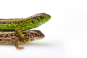 Pair og green and brown sand lizards (Lacerta agilis Linnaeus) isolated on white background, close up. Studio shot