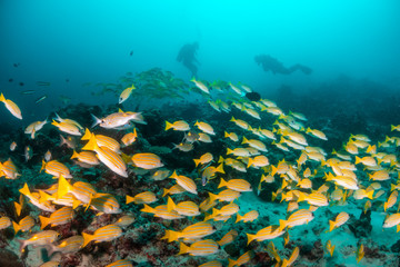 Naklejka na ściany i meble School of yellow snappers swimming over the reef with divers in the background