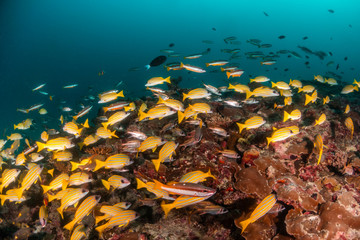 Fototapeta na wymiar School of yellow snappers swimming over the reef