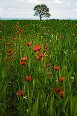 Mohnfeld an der Ostsee