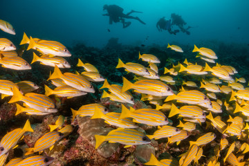 School of yellow snappers swimming over the reef with divers in the background