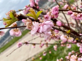 Pinke bl&uuml;hende Blumen mit Ast bei blauem Himmel, im Fr&uuml;hling bei Sonnenschein aus dem Garten im Fr&uuml;hling bei Weinbergen, Aufbl&uuml;hende pinke Blumen mit Ast in der Natur
