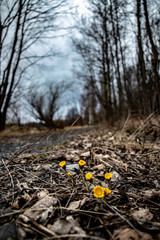 Yellow blossom on rocky way