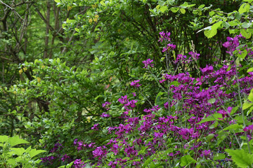 Silberblatt, Lunaria, in voller Blüte am Waldrand