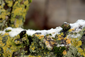 lichen and snow on tree