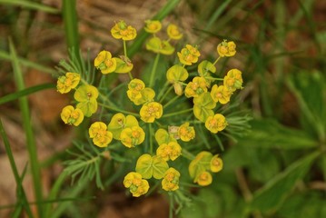 yellow many  small buds of wild flowers on a green stem with leaves