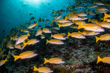 Fototapeta na wymiar School of yellow snappers swimming over the reef