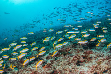 Obraz na płótnie Canvas School of fish swimming around coral reef