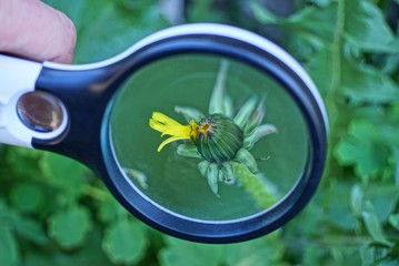 one black magnifier increases the bud of a small dandelion flower in green grass