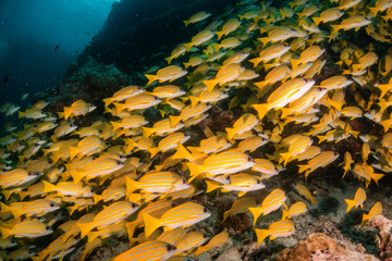 School of yellow snappers swimming together among the reef