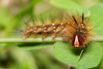 Caterpillar of the Painted Lady Butterfly
