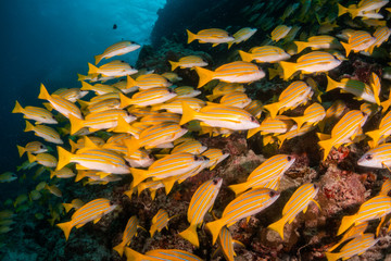School of yellow snappers swimming together among the reef
