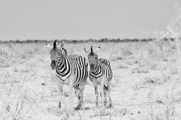 Fototapeta premium Mother and kid zebra in Namibia.