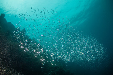 Naklejka na ściany i meble Schools of fish swimming over the reef in crystal clear blue water