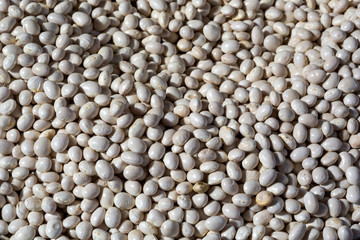 Heap of white beans texture as background. Top view..