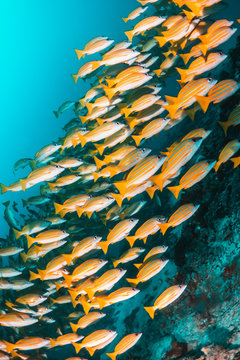 School of yellow snappers swimming together among the reef