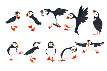 Set of atlantic puffin bird in different poses cartoon animal design flat vector illustration isolated on white background - obrazy, fototapety, plakaty