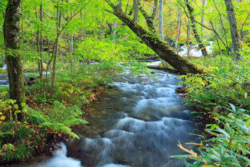 Oirase stream, Aomori, Tohoku, Japan.