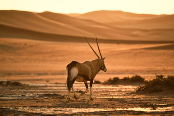 An oryx walking in on sand