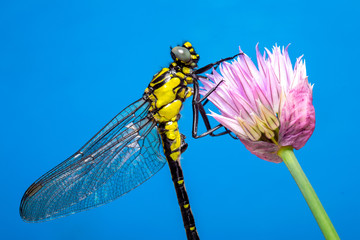 dragonfly on a flower