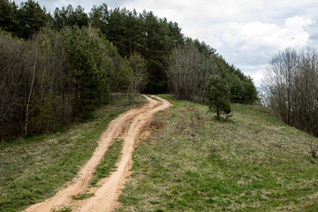 Beautiful pine tree on the green forest clearing. Beautiful summer landscape