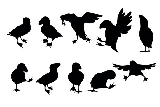 Black silhouette set of atlantic puffin bird in different poses cartoon animal design flat vector illustration isolated on white background
