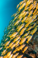 Fototapeta na wymiar School of yellow snappers swimming together among the reef