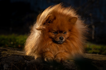Cute furry little dog enjoying the sunset