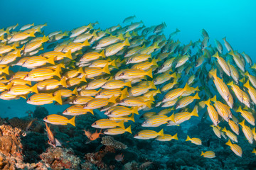 School of yellow snappers swimming together among the reef