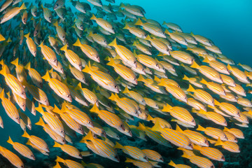 School of yellow snappers swimming together among the reef