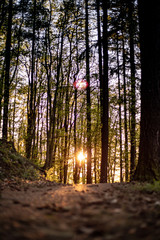 Sunset on the forrest way