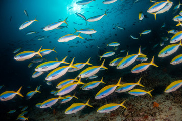Schools of fish swimming over the reef in crystal clear blue water