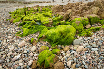 Algues sur des rochers