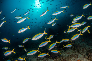 Schools of fish swimming over the reef in crystal clear blue water