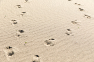 Fototapeta na wymiar footprints in sand, iztuzu beach, dalyan, turkey.
