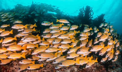 School of yellow snappers swimming together among the reef