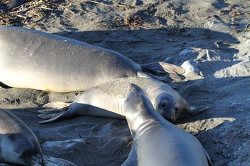 Cute elephant seals on the beach in USA, California