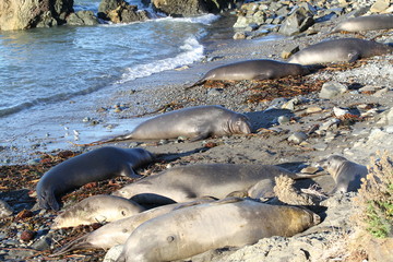 Cute elephant seals on the beach in USA, California