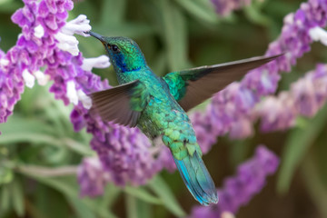 Green Violet-ear (Colibri thalassinus) hummingbird in flight isolated on a green background in Costa Rica