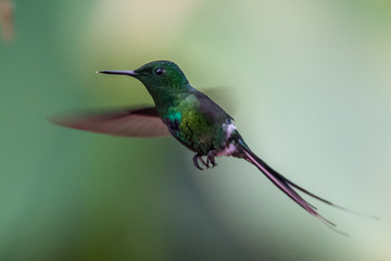 Green Violet-ear (Colibri thalassinus) hummingbird in flight isolated on a green background in Costa Rica