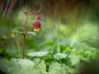 Geum rivale, Water Avens. Wild plant shot in spring.