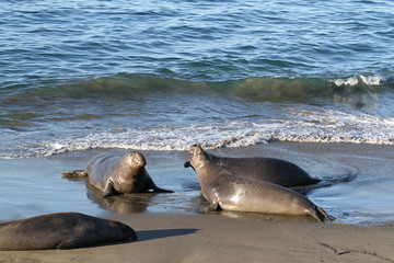 Cute elephant seals on the beach in USA, California