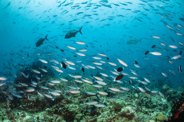 Fototapeta na wymiar School of small fish being hunted by large fish in clear blue water