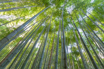 Obraz na płótnie Canvas Bamboo forest, Kyoto, Japan.