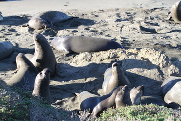 Cute elephant seals on the beach in USA, California