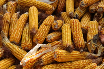 Fototapeta na wymiar Boiled Corncob sweet corn in sunshine in a close up shot. Corn on the cob outside. Water boil corn