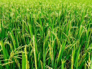Rice field, green rice sprouts in the meadow. Rice close up.